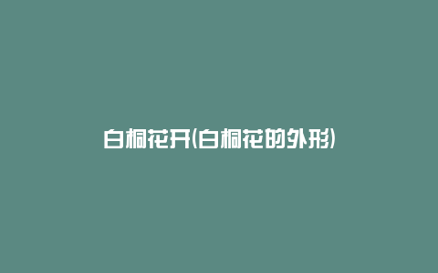 白桐花开(白桐花的外形)