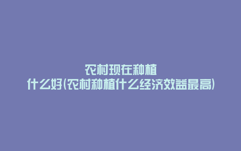 农村现在种植什么好(农村种植什么经济效益最高)