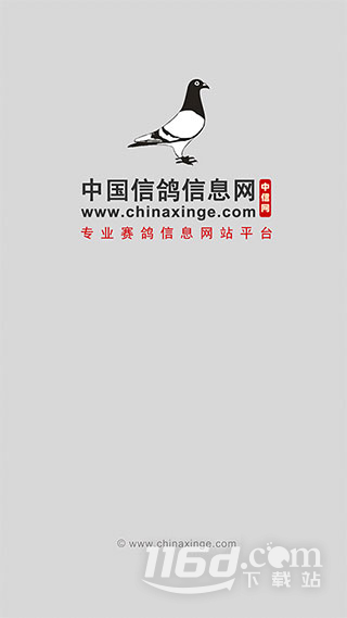中国信鸽信息网