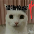 猫猫惊魂4下载安装手机版 v23.08.181822