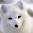 白狐TV app